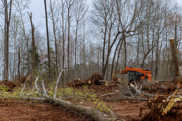 Best Stump Grinding and Removal  in Lake Magdalene, FL