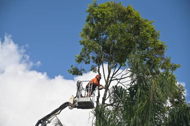 Best Landscape Design and Installation  in Lake Magdalene, FL